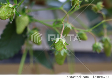 未成熟的綠色草莓 124096785