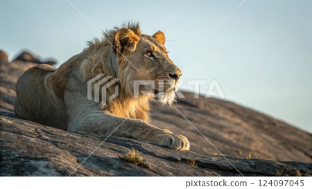 lion lies on the rock 124097045
