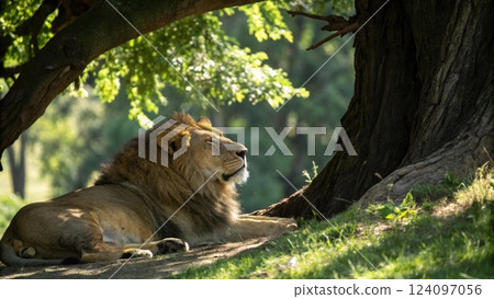 male lion lying on the grass 124097056