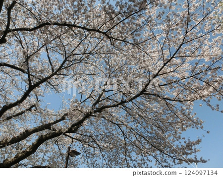 Apartment Sakura-1 124097134