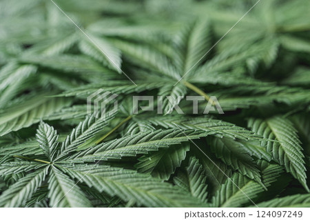 3d render of big pile of overlapping marijuana leaves, showcasing selective focus 124097249