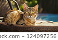 A cat sitting on a chair and looking at the camera 124097256
