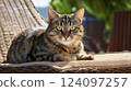 A cat sitting on a chair and looking at the camera 124097257