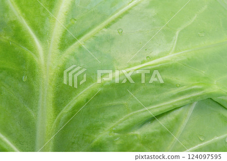 Vegetable young green cabbage macro photo as a background. 124097595