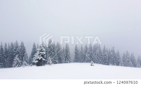 Winter snow falling scene alongside a fir forest. Tall trees covered with white snow. Winter snow falling scene alongside a fir forest. Tall trees covered with white snow. 124097610