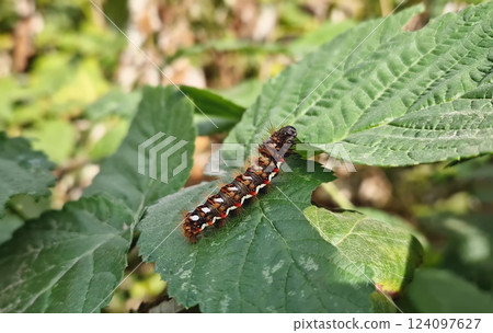 Closeup caterpillar crawling on leaves in the garden. Yellow tail moth (Euproctis Similis) 124097627