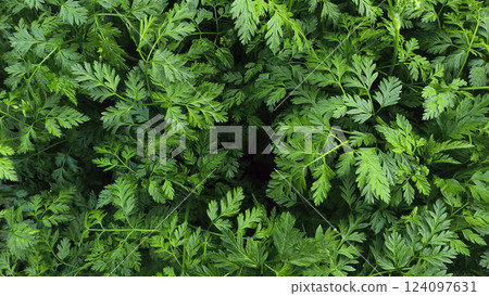 Wild parsley plant or parsnip green leaves texture. Fresh herb sprouts close up. Natural vegetation background, eco and environment concept 124097631