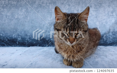 Full length portrait of an adorable little striped grey kitten with brown spots sleeping on a sofa blue background with copy space. Cute cat resting indoors Full length portrait of an adorable little striped grey kitten with brown spots sleeping on a sofa blue background with copy space. Cute cat resting indoors 124097635
