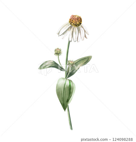 White coneflower blossoming flower bud on stem. Isolated watercolor illustration of flower in realistic style for holiday decoration, printed products, printing on clothes. 124098288