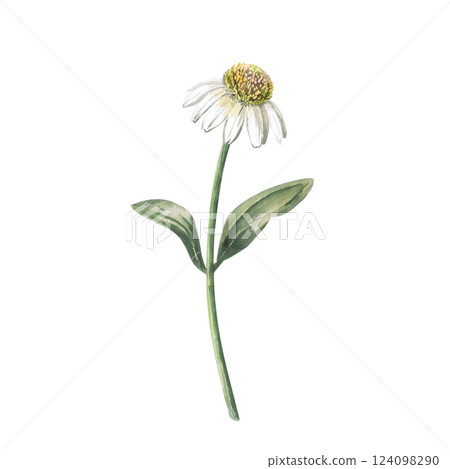 4. White Echinacea Flower in Bloom. Isolated Watercolor Flower Illustration in Realistic Style for Holiday Decoration, Printed Products, Clothing Printing. 4. White Echinacea Flower in Bloom. Isolated Watercolor Flower Illustration in Realistic Style for Holiday Decoration, Printed Products, Clothing Printing. 124098290