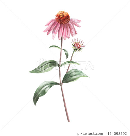 Blooming purple coneflower flower with bud on stem. Isolated watercolor illustration of flower in realistic style for holiday decoration, printed products, printing on clothes. 124098292
