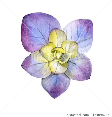 Watercolor of yellow purple hydrangea flower. Hand-painted on a white background. Good for postcards, invitations, greeting cards 124098296