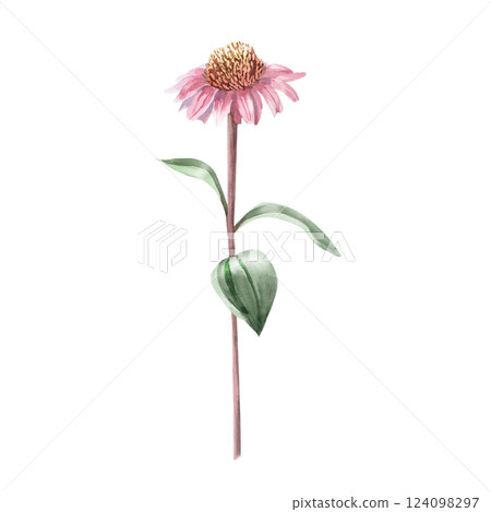 Blooming purple coneflower flower. Isolated watercolor illustration of flower in realistic style for holiday decoration, printed products, printing on clothes. Blooming purple coneflower flower. Isolated watercolor illustration of flower in realistic style for holiday decoration, printed products, printing on clothes. 124098297