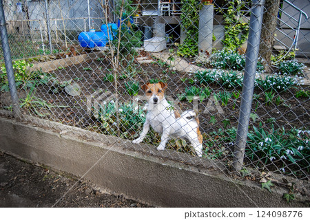 Fox terrier guarding the front garden. The nimble white-red fox terrier shows with his whole appearance his displeasure at the presence of strangers. 124098776