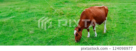A Beautiful Brown Cow Grazing on Lush Green Grass in a Serene Pasture Under Morning Sunlight A Beautiful Brown Cow Grazing on Lush Green Grass in a Serene Pasture Under Morning Sunlight 124098977