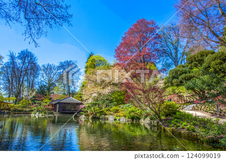 Cherry blossom in Japanese garden (sakura blossom) or hanami Cherry blossom in Japanese garden (sakura blossom) or hanami 124099019