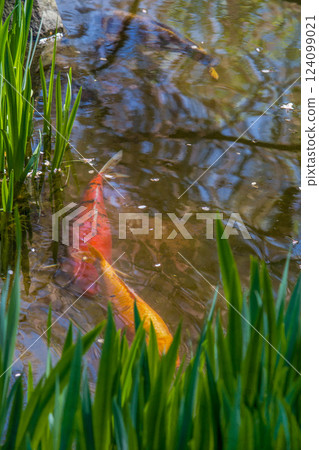KOI carp in a Japanese garden come in a variety of colors - orange and red 124099021