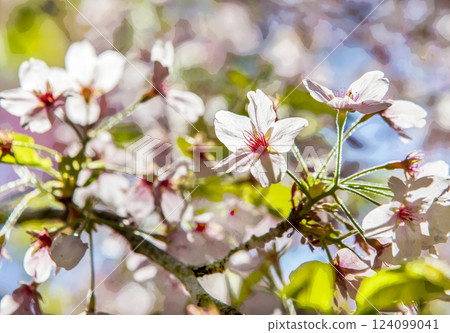 Cherry blossom in Japanese garden (sakura blossom)  or hanami 124099041