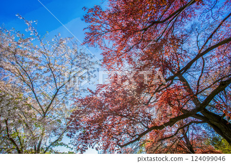 Copper beech tree and cherry blossom in left corner in Japanese garden Copper beech tree and cherry blossom in left corner in Japanese garden 124099046