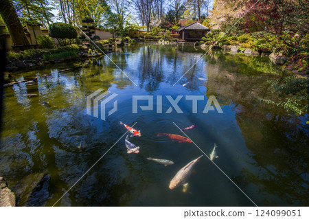 KOI  carps in water of Japanese garden  (stepping stones) 124099051