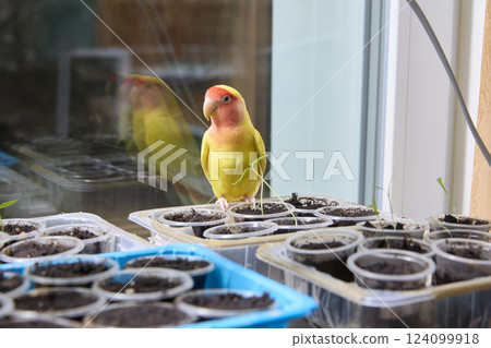 Curious Lovebird Examines Seedling Trays By A Window Curious Lovebird Examines Seedling Trays By A Window 124099918