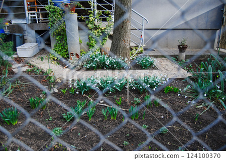 Front garden with lilies of the valley. Lilies of the valley flowers are grown behind the chain-link fence. Front garden with lilies of the valley. Lilies of the valley flowers are grown behind the chain-link fence. 124100370