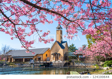 [Nabana no Sato Cherry Blossom Festival] Kawazu cherry blossoms and chapel 124100644