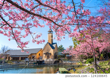 [Nabana no Sato Cherry Blossom Festival] Kawazu cherry blossoms and chapel 124100645