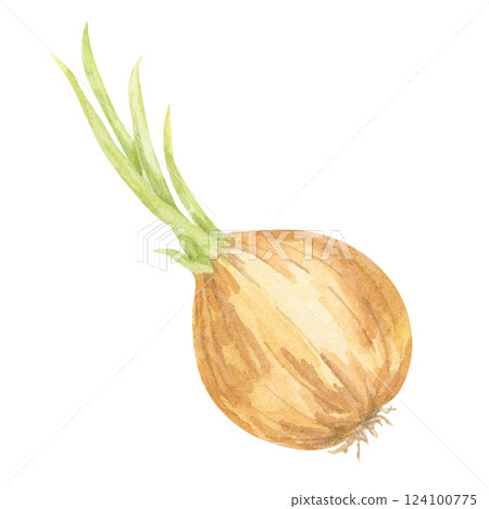 A single golden-brown onion with green sprouting leaves, painted in watercolor. This hand drawn vegetable illustration suits kitchen-themed textiles, product labels, and rustic recipe book designs A single golden-brown onion with green sprouting leaves, painted in watercolor. This hand drawn vegetable illustration suits kitchen-themed textiles, product labels, and rustic recipe book designs 124100775