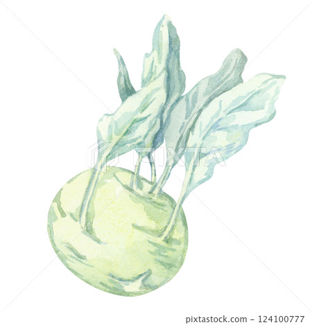 A watercolor kohlrabi with a pale green bulb and leafy blue-green stems. This hand painted vegetable clipart is perfect for farm branding, labels, educational charts, and fresh market signage 124100777