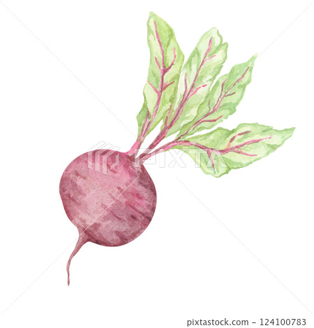 A single beetroot with a round, deep magenta bulb and vibrant green leaves, painted in watercolor. This vegetable clipart is perfect for recipe books, kitchen-themed prints, organic product packaging 124100783