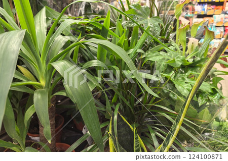 Lush green plants thriving in a vibrant indoor garden center 124100871