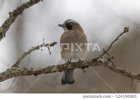 傑伊棲息在冬季森林的樹枝上 124100903