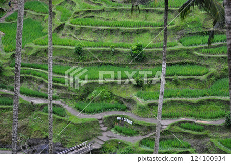 Green Rice Terrace or Tegalalang Rice Terrace, Ubud, Bali at Indonesia Green Rice Terrace or Tegalalang Rice Terrace, Ubud, Bali at Indonesia 124100934
