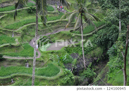Green Rice Terrace or Tegalalang Rice Terrace, Ubud, Bali at Indonesia Green Rice Terrace or Tegalalang Rice Terrace, Ubud, Bali at Indonesia 124100945