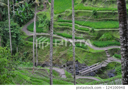 Green Rice Terrace or Tegalalang Rice Terrace, Ubud, Bali at Indonesia Green Rice Terrace or Tegalalang Rice Terrace, Ubud, Bali at Indonesia 124100948