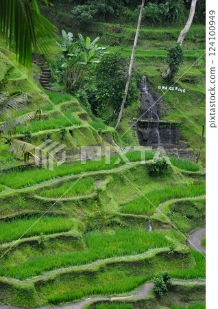 Green Rice Terrace or Tegalalang Rice Terrace, Ubud, Bali at Indonesia Green Rice Terrace or Tegalalang Rice Terrace, Ubud, Bali at Indonesia 124100949