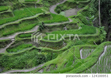 Green Rice Terrace or Tegalalang Rice Terrace, Ubud, Bali at Indonesia 124100951