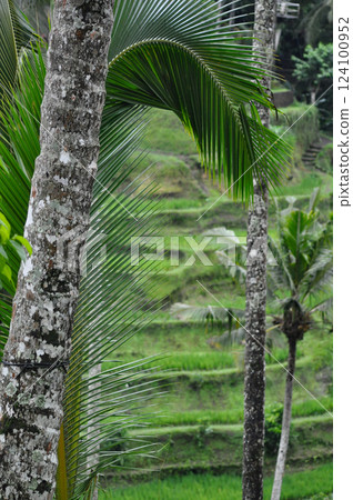 Green Rice Terrace or Tegalalang Rice Terrace, Ubud, Bali at Indonesia 124100952