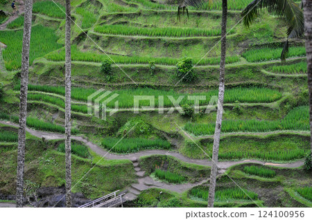 Green Rice Terrace or Tegalalang Rice Terrace, Ubud, Bali at Indonesia 124100956