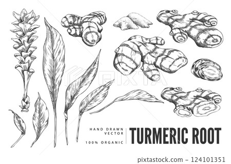 Turmeric plant flower and root, powder engraved sketch vector set, hand drawn organic Curcuma spice, ginger condiment 124101351