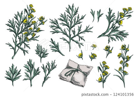 Wormwood plant sketch vector set, hand drawn sagebrush branch, flowers and leaves, aroma sachet Artemisia essential herb Wormwood plant sketch vector set, hand drawn sagebrush branch, flowers and leaves, aroma sachet Artemisia essential herb 124101356