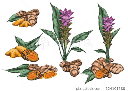 Turmeric plant flower and root, powder heap sketch vector set, hand drawn organic Curcuma spicy spice, ginger condiment Turmeric plant flower and root, powder heap sketch vector set, hand drawn organic Curcuma spicy spice, ginger condiment 124101388
