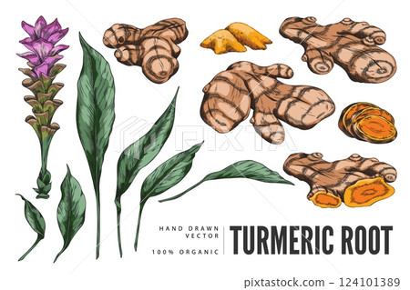 Vector watercolor poster with set of turmeric flowers, leaves, tubers and spices. Vector watercolor poster with set of turmeric flowers, leaves, tubers and spices. 124101389