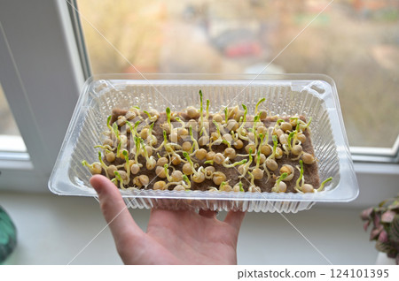 Woman's hand holding tray with fresh pea sprouts, growing microgreens on linen rug at home on a windowsill 124101395