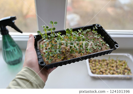 Woman's hand holding tray with fresh radish and cabbage sprouts, growing microgreens on linen rug at home on a windowsill. Sprayer. Organic, vegan, vegetarians, healthy, bio, eco superfood 124101396