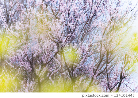 櫻花與油菜花間的美景 124101445