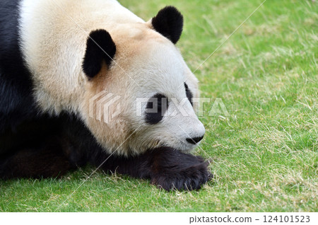 Relaxing Yuihama Relaxing Yuihama 124101523