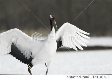 Landing of cranes 124101892