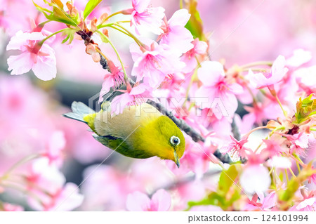 White-eye and cherry White-eye and cherry 124101994